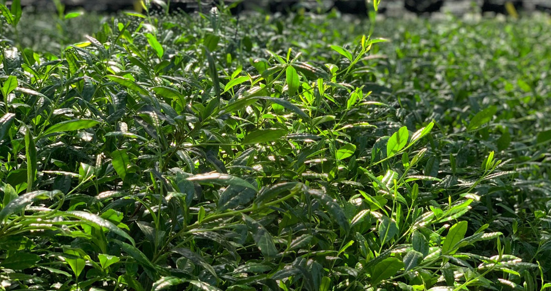 Pourquoi le matcha est vert : l'ombrage sous voiles