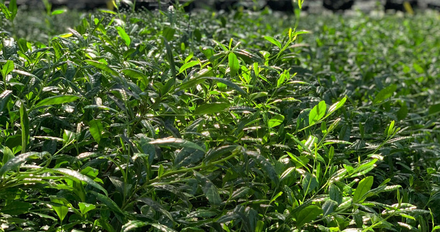 Pourquoi le matcha est vert : l'ombrage sous voiles