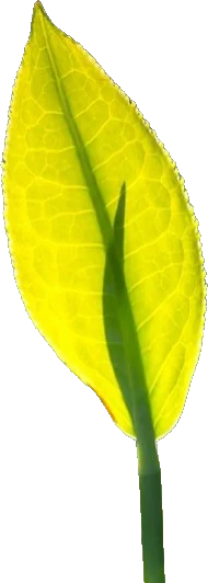 Feuille de thé, première pousse de printemps